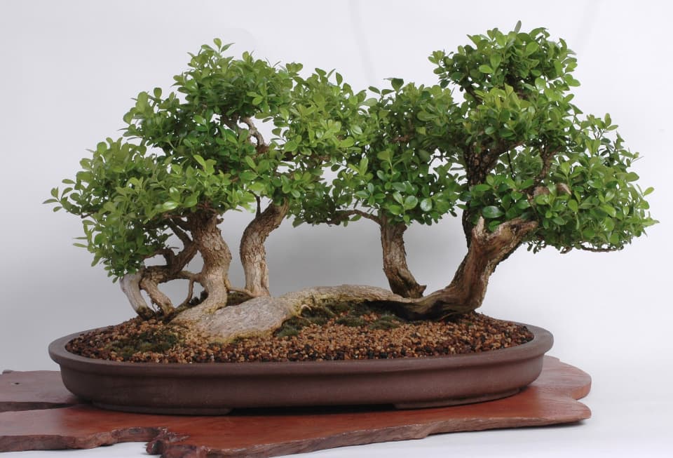 Box grove bonsai from the NVBC 2010 show