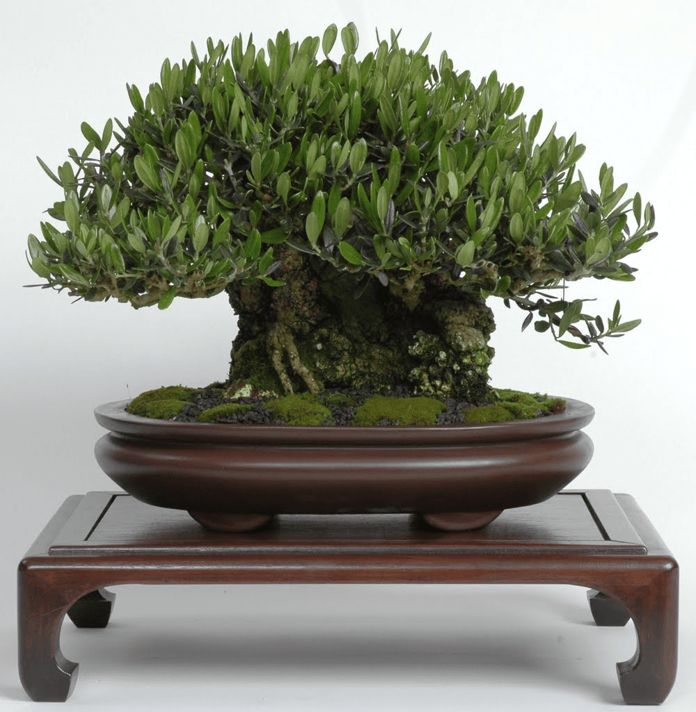 Olive bonsai tree from the NVBC 2010 show